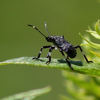 Brown Marmorated Stink Bug.jpg